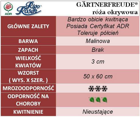 Gartnerfreude róże okrywowe gł. zal.